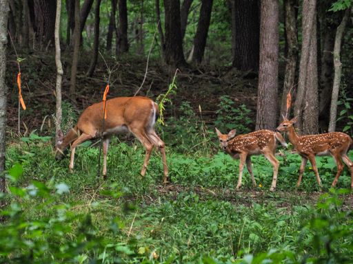 A shot of a mother deer grazing and with two cute cubs following her in the forest, Ernie Miller Nature Center, Olathe