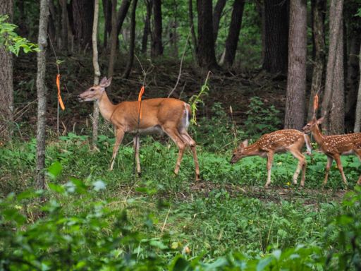 A shot of a mother dear and two cute cubs following her in the forest, Ernie Miller Nature Center, Olathe