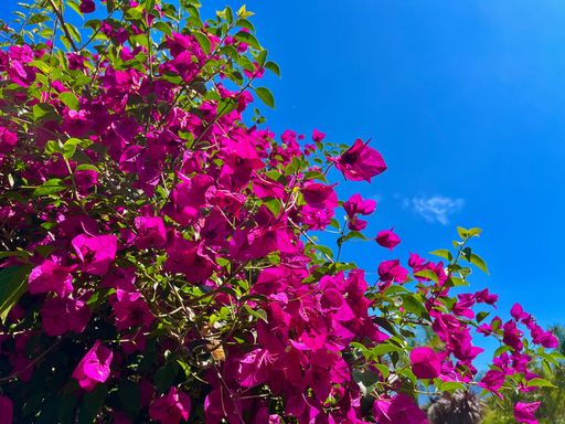 Vibrant pink bougainvillea flowers under a clear blue sky, showcasing nature's vivid colors.