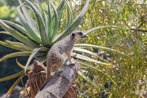 A meerkat sits on a log with an aloe plant in the background in natural sunlight