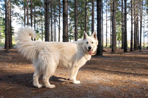 A fluffy white dog standing in a sunlit forest, surrounded by tall trees, with its tongue out.