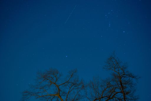 Green trees silhouetted against a blue night sky