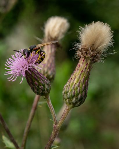 A macro shot of a European beewolf (Philanthus triangulum) on a violet flower