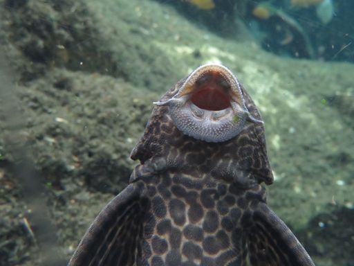 Suckermouth catfish (Hypostomus plecostomus) in aquarium with mouth open