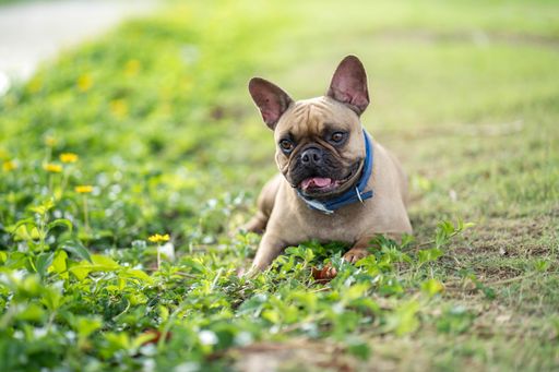 A closeup shot of a cute French bulldog lying on the grass