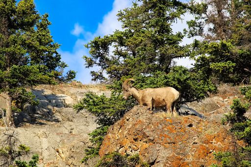 A natural view of a bighorn sheep stands on the top of a rocky mound