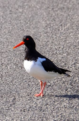 A vertical closeup shot of an oystercatcher bird standing on a concrete ground on a sunny day
