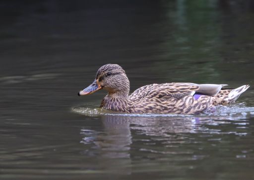 A mallard duck swimming peacefully on a calm lake, showcasing its detailed plumage and serene reflection.