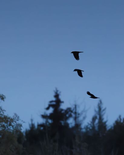 Silhouettes of three birds in flight against a clear evening sky with trees below, capturing a serene moment in nature.
