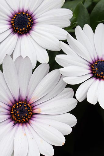 A vertical shot of multiple white and purple osteospermums
