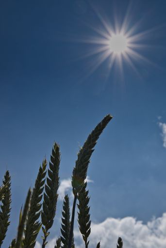 Green wheat with a sun star