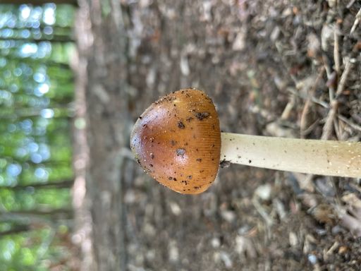 A closeup of a brown growing tawny grisette wild mushroom in the woods