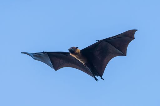 An Indian flying fox soaring in the clear blue sky, showcasing its wide wingspan and detailed features.