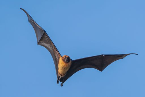 An Indian flying fox soaring in the clear blue sky