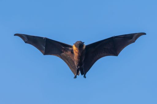 A flying bat with outstretched wings against a clear blue sky, showcasing its detailed wing structure.