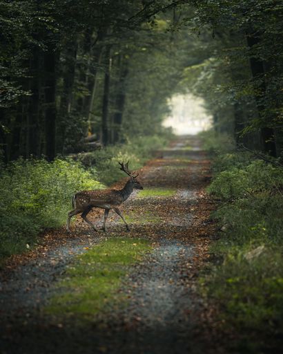 A majestic deer crossing a forest path surrounded by lush greenery, capturing the serene beauty of nature.