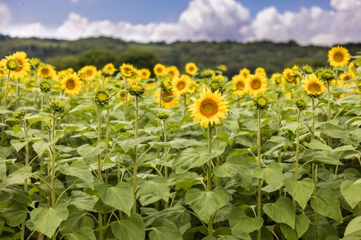A beautiful scenery of a field of sunflowers under a cloudy sky