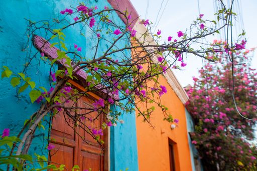 Beautiful Bougainvillea flowers blooming in the yard of colorful houses
