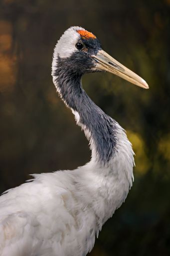 Close-up of a red-crowned crane with a blurred green background, showcasing its elegant neck and striking plumage.