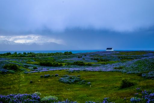 A grassy field with blue flowers and a building in the distance under a cloudy sky