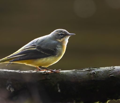 A close-up of a yellow wagtail perched on a branch with a blurred background, capturing its vibrant plumage and sharp profile.