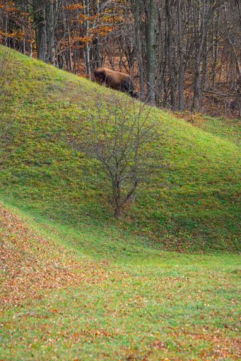 A solitary cow grazes on a lush green hillside with a forest backdrop during autumn.
