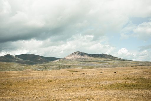 Expansive landscape with distant mountains under a cloudy sky, featuring a herd of bison grazing in the foreground.