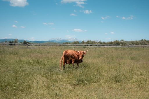 Highland cow grazing in a lush green field with a mountain range in the background under a clear blue sky.