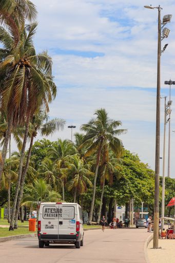 A vertical shot of a street and cars with big palms near it in Rio de Janeiro, Brazil