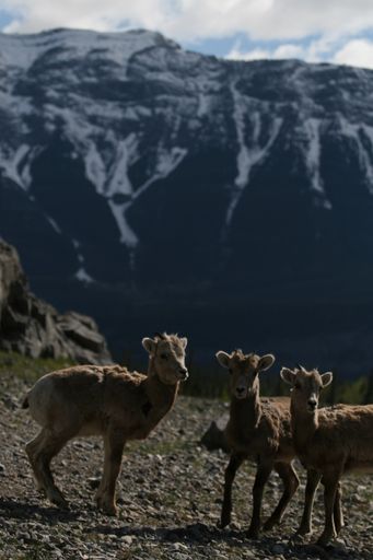 A vertical shot of three deer next to each other behind a mountain in Banff and Jasper National Parks