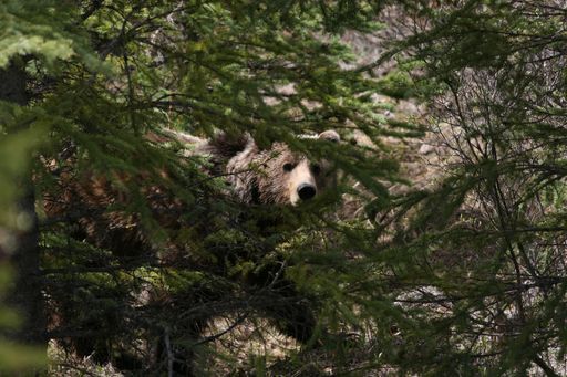 A bear surrounded by trees in Banff and Jasper National Parks