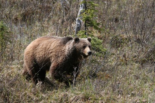 A bear surrounded by trees in Banff and Jasper National Parks