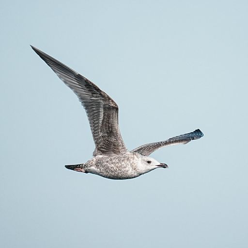 A seagull in flight against a clear blue sky, showcasing its detailed feathers and graceful wingspan.
