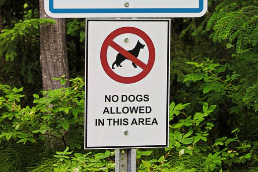 A closeup shot of the "No dogs allowed in this area" sign
