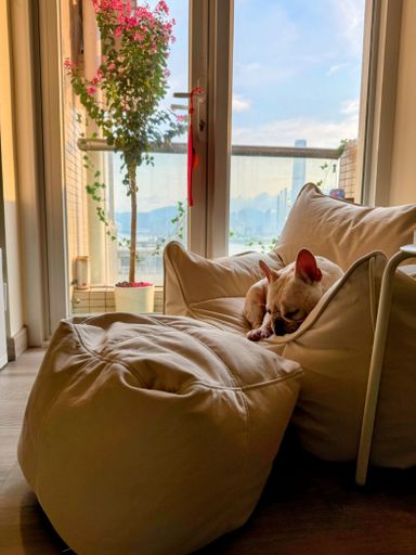 A cozy scene with a French Bulldog sleeping on a white chair near a balcony with blooming flowers and city view.