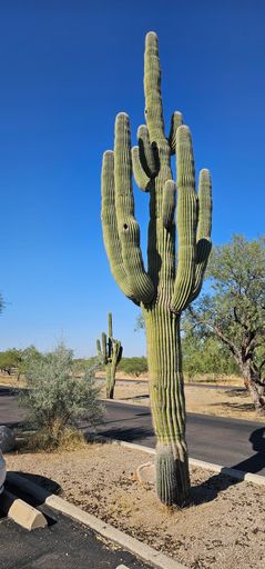 Tall saguaro cactus in a desert landscape under a clear blue sky, showcasing the beauty of the American Southwest.