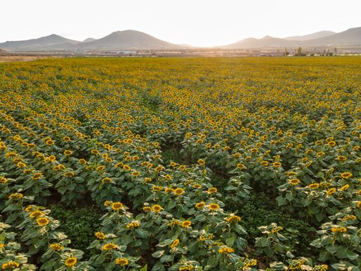 A sunflower field on a sunny day