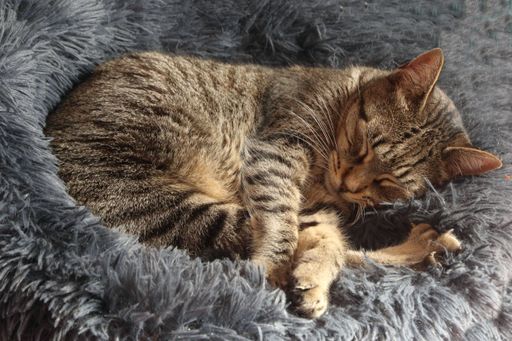 A tabby cat peacefully sleeping on a soft, furry gray blanket, capturing a moment of tranquility and comfort.