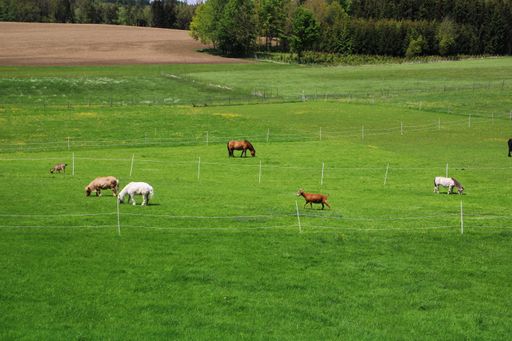 A livestock grazing in a field covered in greenery under the sunlight in the countryside