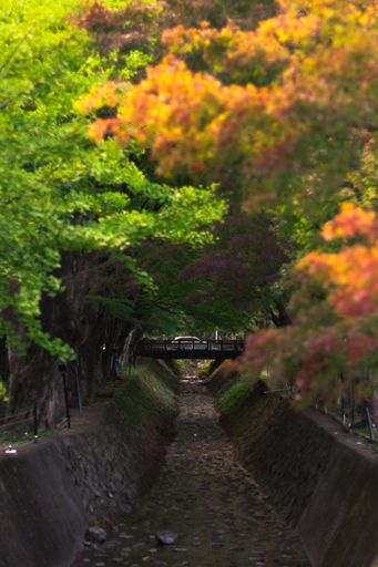 A vertical shot of a park with a bridge and colorful trees in Japan