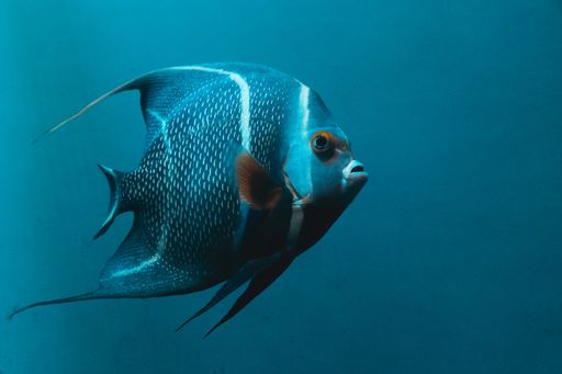 A closeup shot of a tropical angel fish in an aquarium