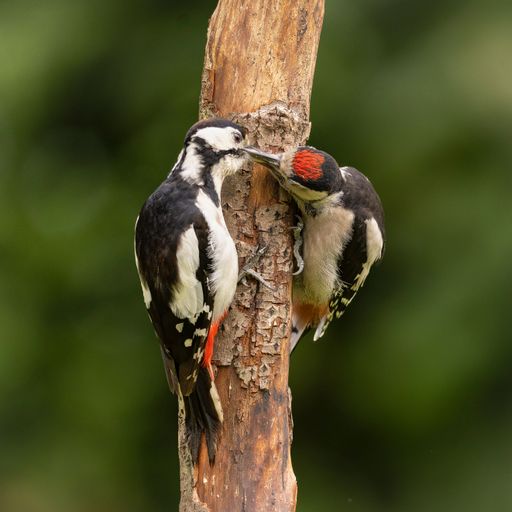 Two great spotted woodpeckers perched on a tree trunk, displaying vibrant plumage against a blurred green background.
