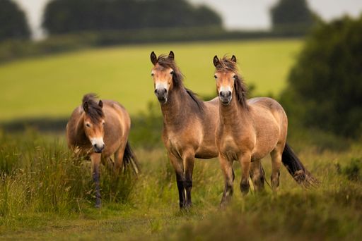 Three wild horses standing in a lush green field under a cloudy sky, showcasing natural beauty and freedom.