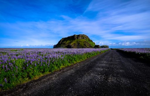 A pathway in the middle of a purple flower field with a grassy mountain in the distance and blue sky in the background