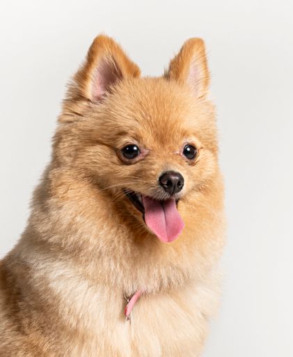 A vertical shot of an adorable Pomeranian dog with its tongue out posing by a white background
