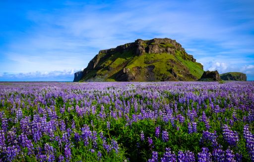A purple flower field near a grassy mountain with blue sky in the background