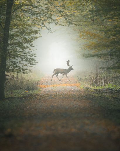 A majestic deer walking through a misty forest path, surrounded by autumn foliage