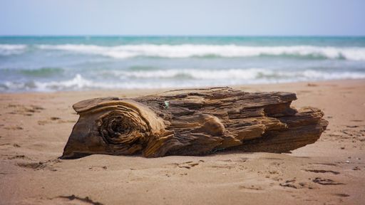 A piece of wood on a sandy beach during daytime