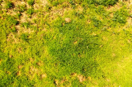 A top view of a bright green grass under the sun
