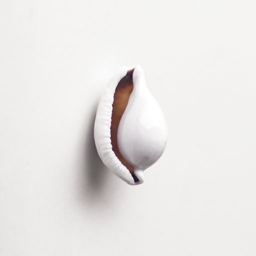 A single beautiful seashell on a white background